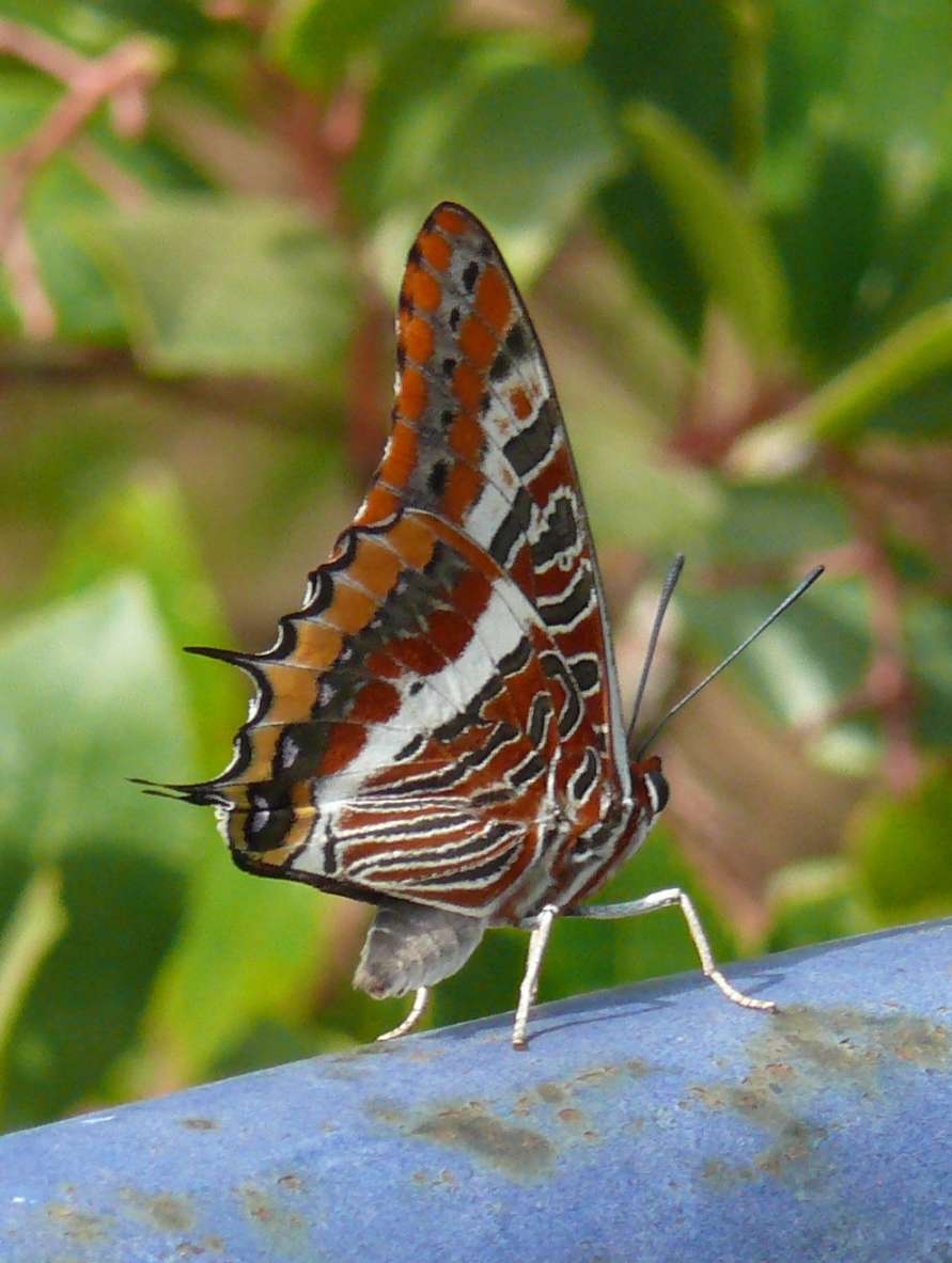 Charaxes jasius Charaxes jasius